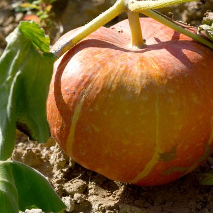 Carbassa del cel al terra de l'hort a punt de collir